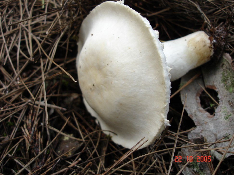 Tricoloma fracticum, Agrocybe pediades?,Clitocybe alexandri?